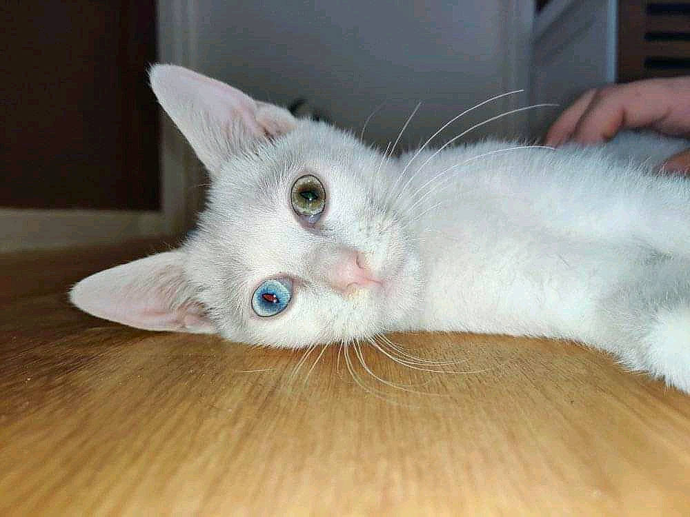 Gummy a rejoint le concours — aidez-le/la à gagner de superbes lots ! carnivore, cat, comfort, domestic_short_haired_cat, felidae, flooring, fur, hardwood, paw, russian_blue, small_to_medium_sized_cats, snout, tail, whiskers, wood