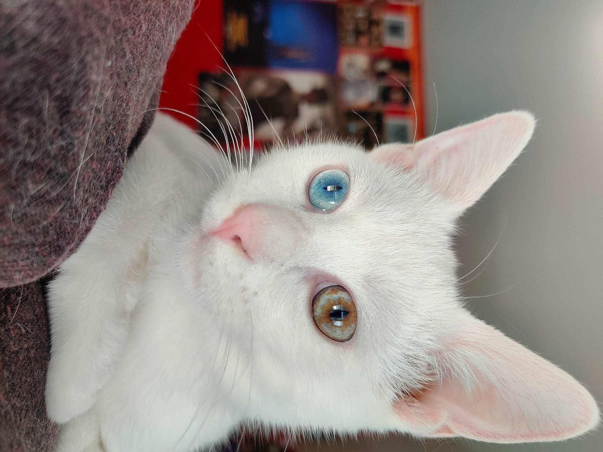 Gummy participe au concours pour gagner de l'argent avec cette photo : carnivore, cat, collar, domestic_short_haired_cat, ear, eye, eyelash, fang, felidae, fur, iris, nose, paw, small_to_medium_sized_cats, snout, tail, whiskers