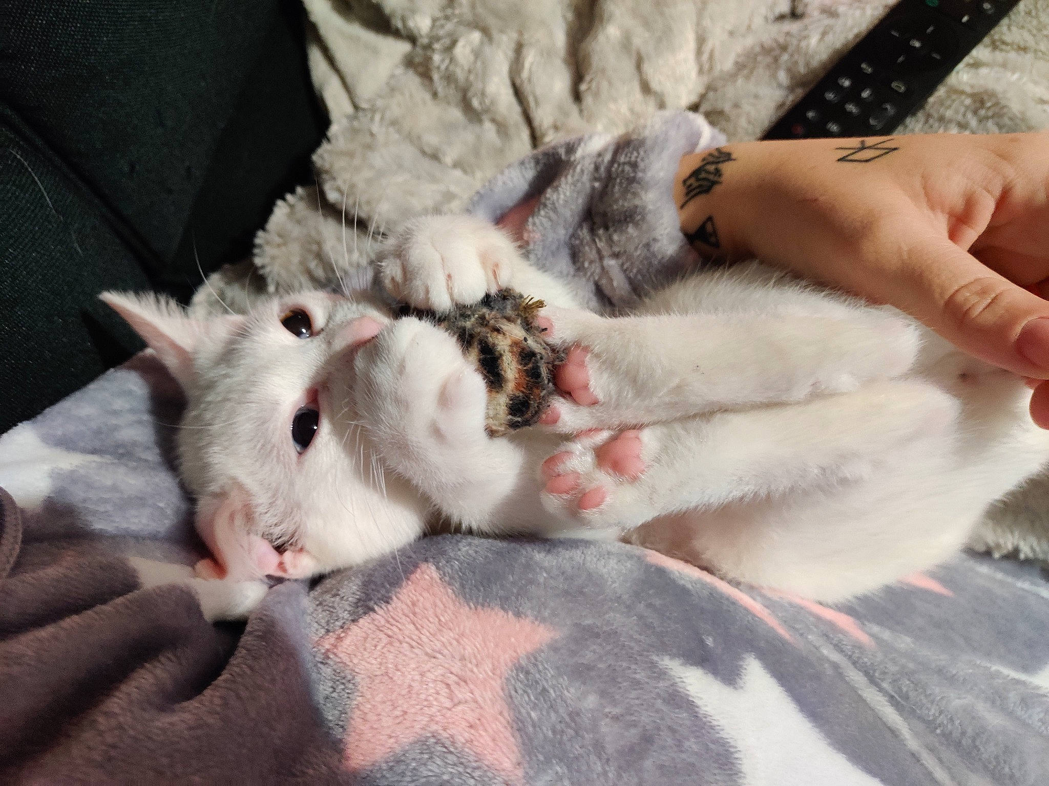 Gummy a rejoint le concours — aidez-le/la à gagner de superbes lots ! bedding, blanket, carnivore, cat, claw, comfort, dog_breed, domestic_short_haired_cat, fang, felidae, fur, linens, nail, nap, paw, small_to_medium_sized_cats, tail, whiskers