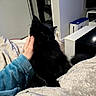 animal, black_cat, blanket, cat, comfort, couch, cozy, fleece, fur, furniture, hand, home, indoor, living_room, person, pet, relaxation, soft_texture, tattoo, whiskers