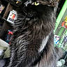 animal, black_cat, bookshelf, close_up, collectibles, cozy, curious, domestic_cat, feline, figurines, fluffy, furniture, green_eyes, indoor, long_fur, pet, portrait, side_view, sitting, whiskers