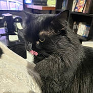 Jiro a rejoint le concours — aidez-le/la à gagner de superbes lots ! animal, black_cat, blanket, bookshelf, cat, closeup, cozy, cute, domestic_animal, face, feline, fluffy, fur, home, indoor, mammal, pet, resting, tongue_out, whiskers