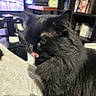 animal, black_cat, blanket, bookshelf, cat, closeup, cozy, cute, domestic_animal, face, feline, fluffy, fur, home, indoor, mammal, pet, resting, tongue_out, whiskers