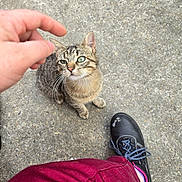 Této participe au concours pour gagner de l'argent avec cette photo : cat, tabby_cat, green_eyes, hand, person, shoe, pants, outdoor, concrete, curious, pet, animal, feline, looking_up, casual, daylight, close_up, interaction, footwear, texture