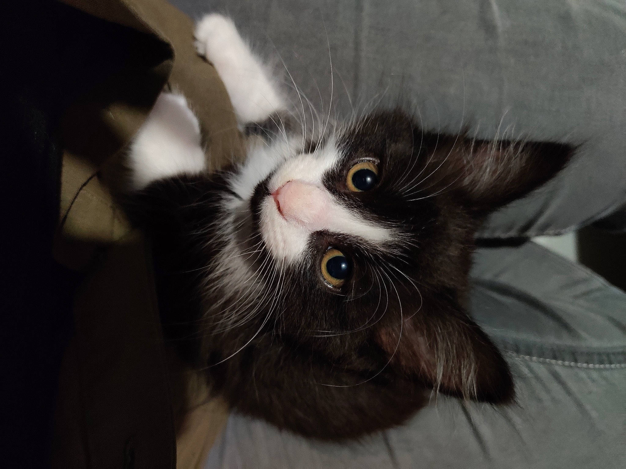 Baozi participe au concours pour gagner de l'argent avec cette photo : carnivore, cat, claw, comfort, domestic_short_haired_cat, ear, felidae, fur, paw, small_to_medium_sized_cats, snout, terrestrial_animal, whiskers