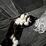 cat, black_and_white, fluffy, lying_down, paws, curtains, blanket, bed, indoor, pet, fur, whiskers, relaxed, cute, playful, cozy, animal, mammal, resting, curious