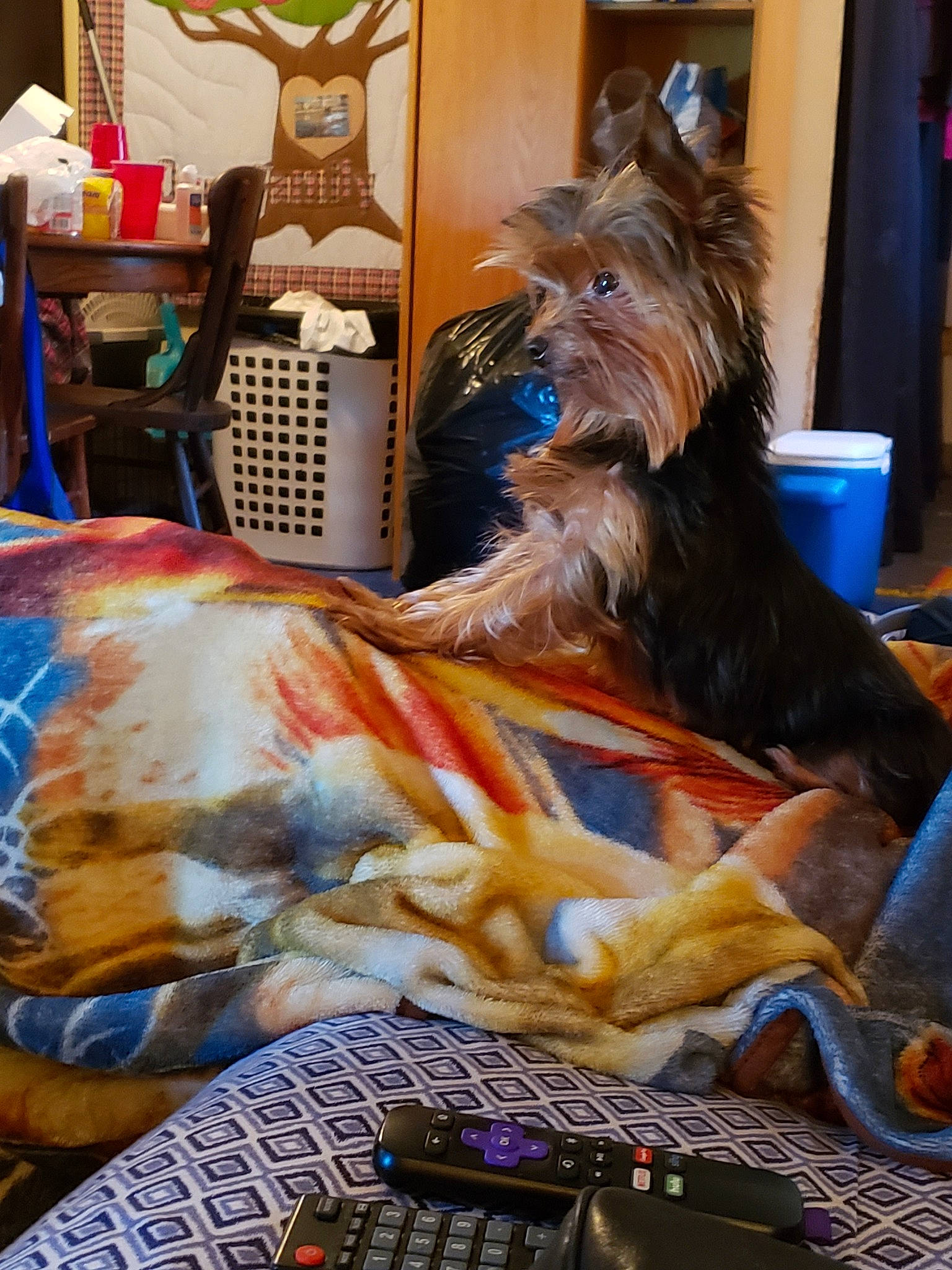 Epiphany joined the competition — help win amazing prizes! australian_silky_terrier, australian_terrier, cairn_terrier, canidae, carnivore, companion_dog, dog, dog_breed, norwich_terrier, room, small_terrier, terrier, toy_dog, yorkshire_terrier
