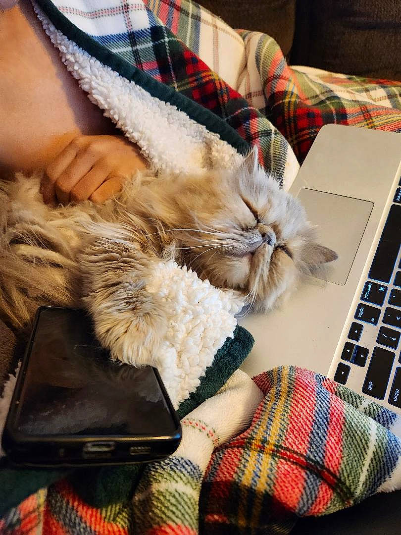 Mazikeen is registered to the contest to win money with this photo: cat, comfort, companion_dog, computer, design, eyewear, felidae, fur, gadget, human_leg, lap, laptop, office_equipment, pattern, personal_computer, plaid, small_to_medium_sized_cats, tartan, textile, whiskers