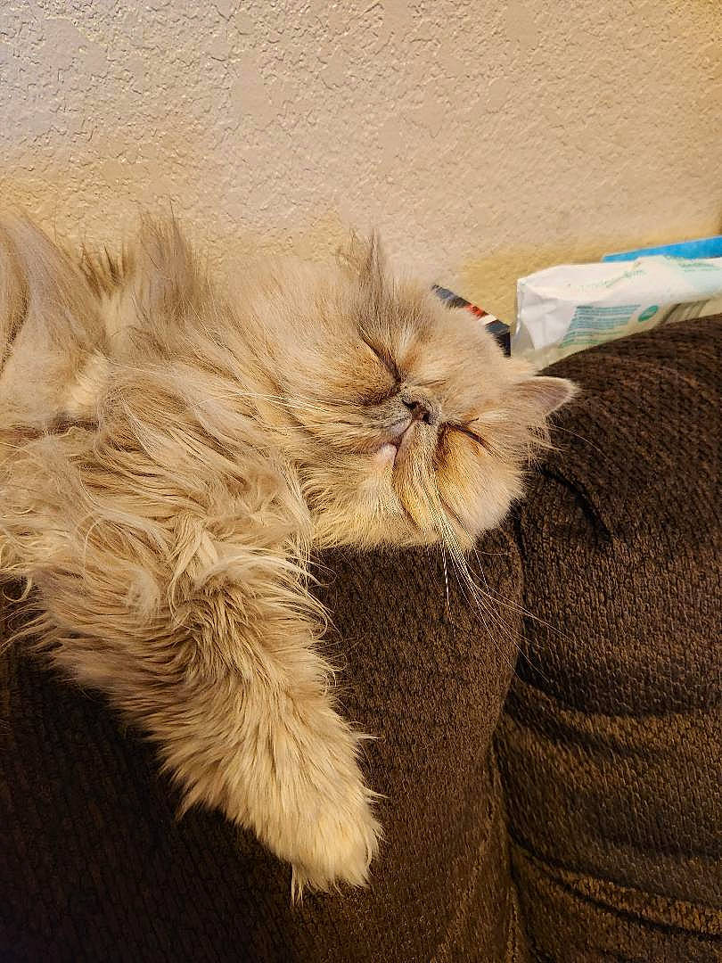 Mazikeen is registered to the contest to win money with this photo: animal_product, carnivore, claw, comfort, dog_breed, fashion_accessory, fawn, feather, felidae, fur, fur_clothing, liver, paw, plant, sleeve, small_to_medium_sized_cats, snout, tail, terrestrial_animal, whiskers