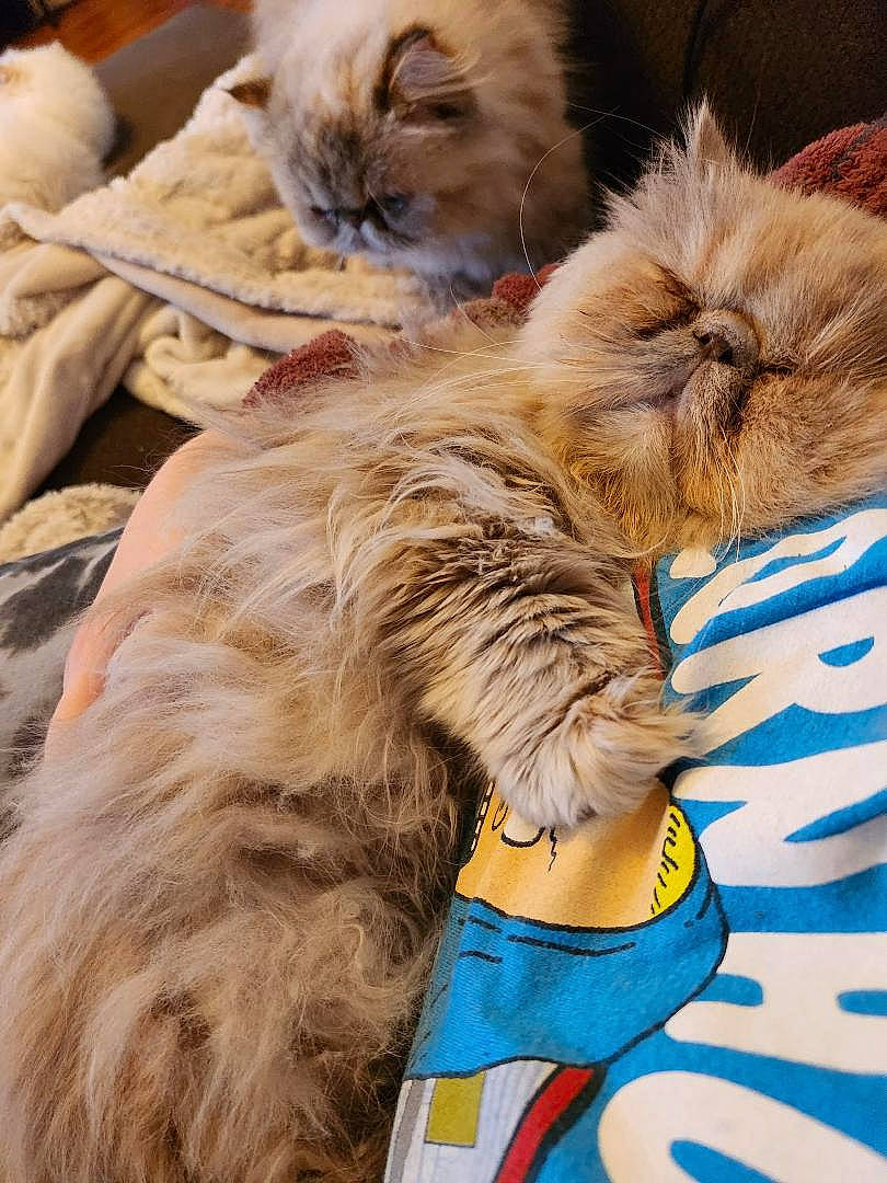 Mazikeen is registered to the contest to win money with this photo: british_longhair, carnivore, cat, claw, collar, comfort, companion_dog, dog_breed, electric_blue, fawn, felidae, fur, mammal, paw, small_to_medium_sized_cats, snout, terrestrial_animal, whiskers