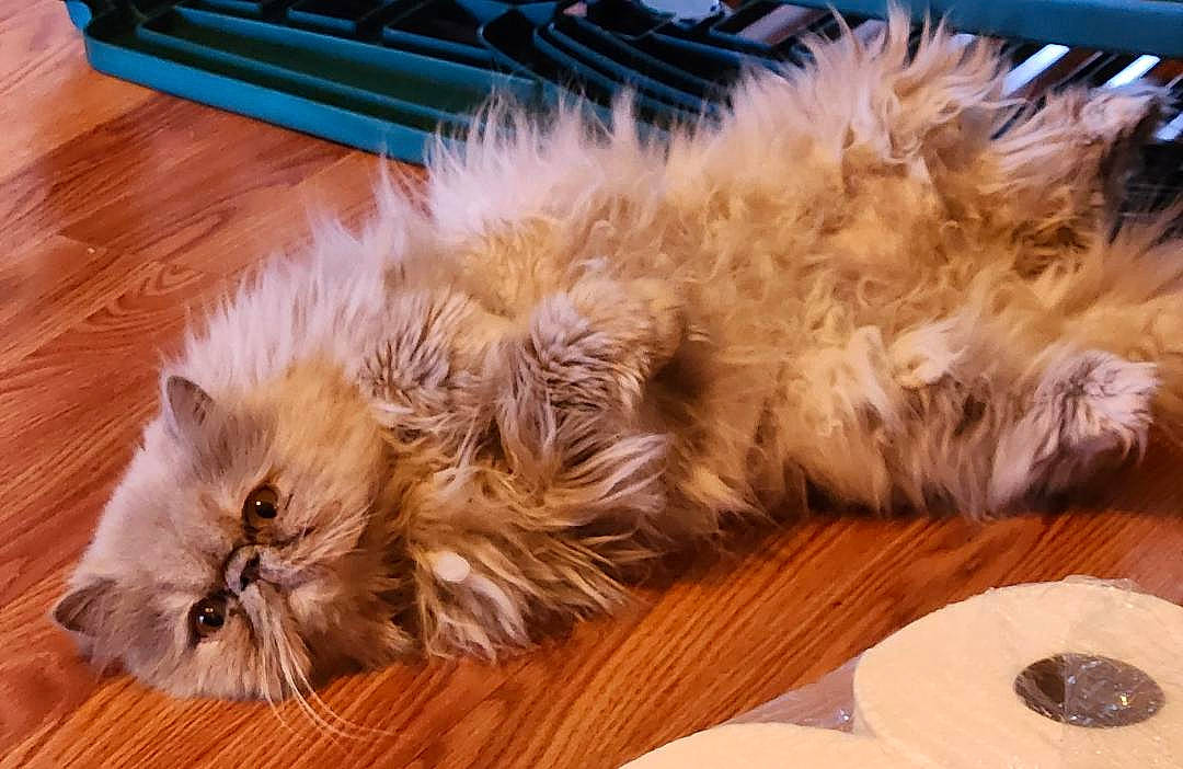 Mazikeen is registered to the contest to win money with this photo: canidae, carnivore, cat, claw, comfort, companion_dog, dog_breed, fawn, felidae, flooring, fur, hardwood, paw, persian, small_to_medium_sized_cats, tableware, tail, terrestrial_animal, whiskers, wood