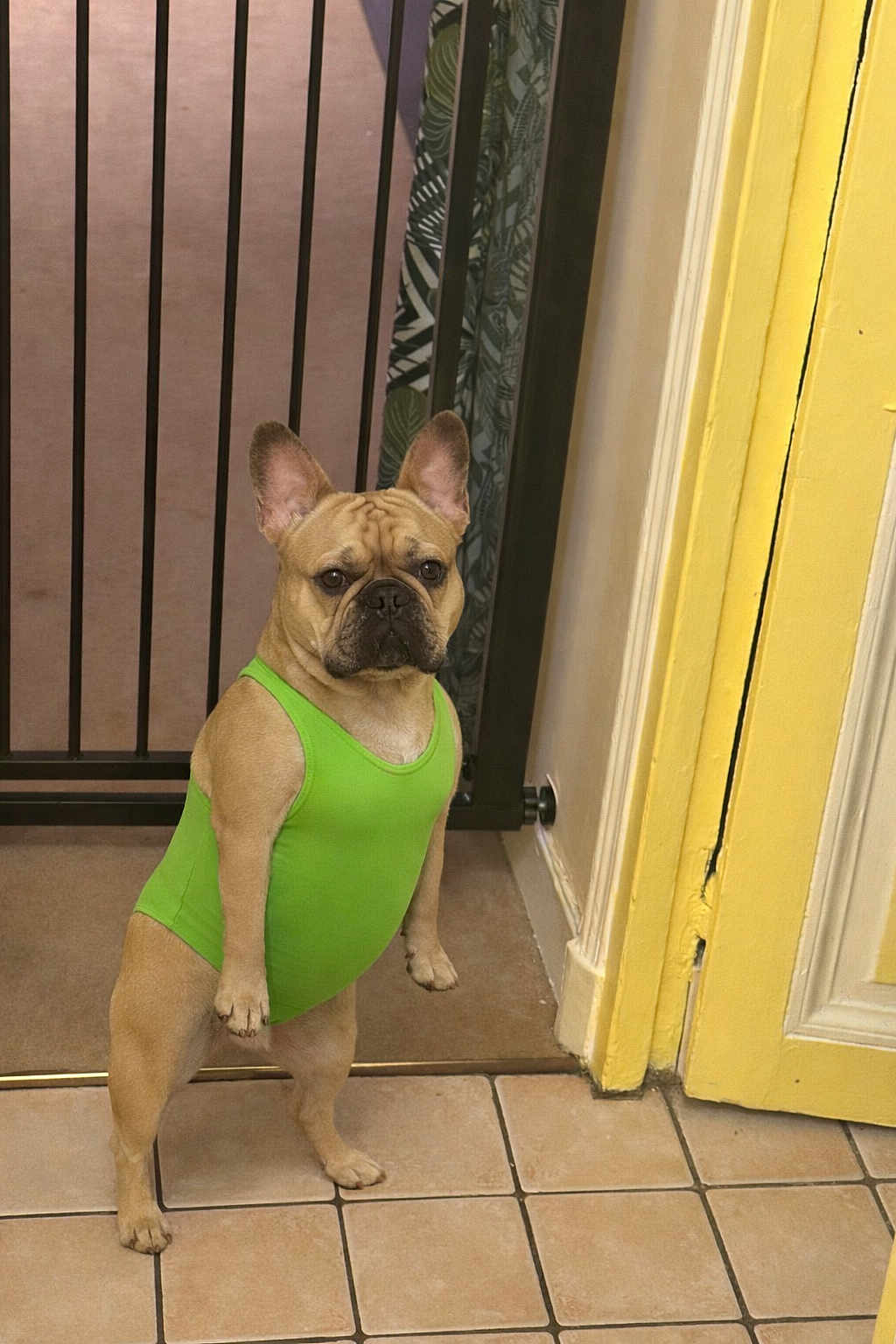 Rocky participe au concours pour gagner de l'argent avec cette photo : dog, french_bulldog, pet, standing, green_onesie, baby_gate, doorway, tile_floor, yellow_door, ears, paws, wrinkled_face, indoor, curious_expression, brown_carpet, doorframe, vertical_bars, pet_clothing, portrait, cute