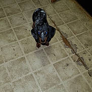 Buster is registered to the contest to win money with this photo: dog, dachshund, floor, tile, cracked_floor, indoor, pet, animal, looking_up, small_dog, black_and_tan, curious, flash_reflection, powdered, dirty_floor, brown_paws, ears, standing, close_up, domestic