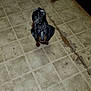 dog, dachshund, floor, tile, cracked_floor, indoor, pet, animal, looking_up, small_dog, black_and_tan, curious, flash_reflection, powdered, dirty_floor, brown_paws, ears, standing, close_up, domestic