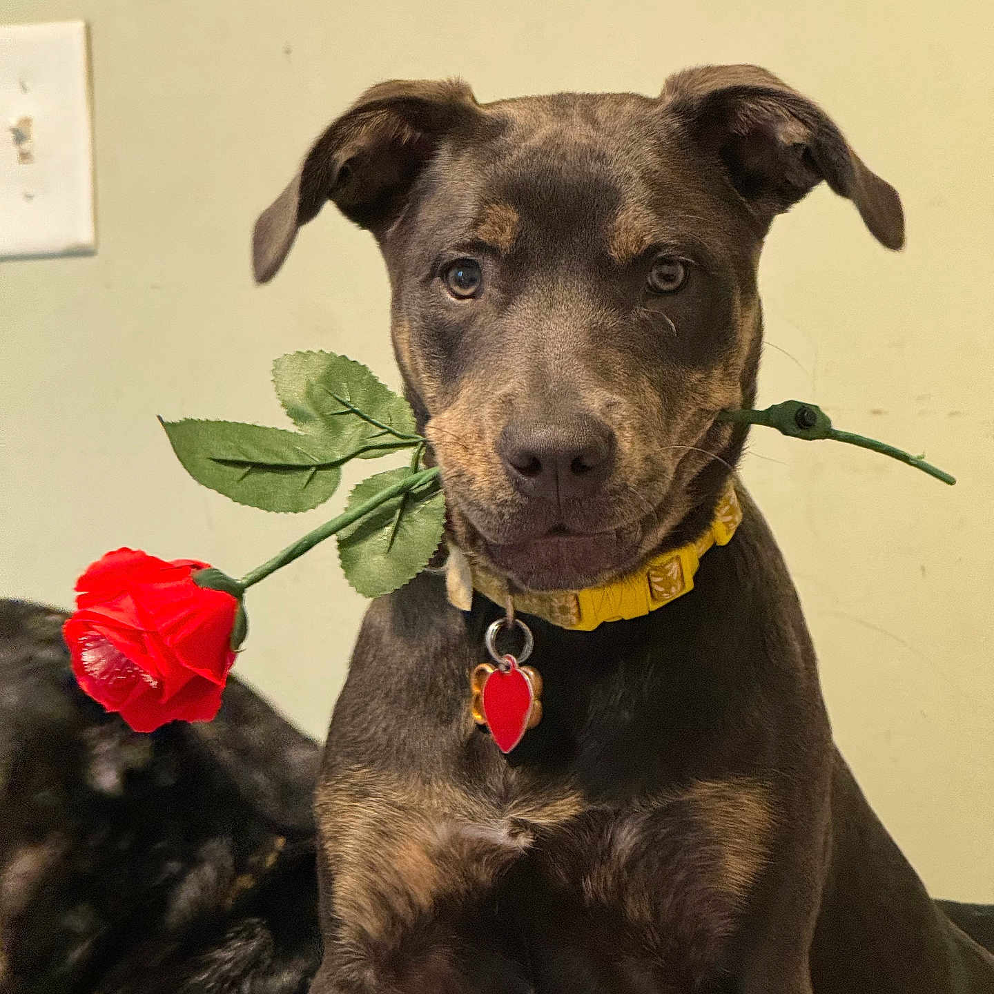 Rosie joined the competition — help win amazing prizes! accessories, animal, bulldog, canine, dog, flower, flowerarrangement, flowerbouquet, geranium, hound, ikebana, labradorretriever, leaf, pet, petal, pitbull, plant, pointer, puppy, rose