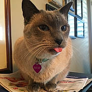 Louie is registered to the contest to win money with this photo: cat, tongue_out, pet, indoor, feline, collar, curious, whiskers, paws, papers, documents, home, window_light, framed_pictures, closeup, cute, animal, domestic, soft_light, table