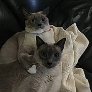 Mandy joined the competition — help win amazing prizes! cat, cats, pet, pets, feline, animal, animals, indoor, couch, blanket, fur, ears, eyes, whiskers, relaxing, domestic, two_animals, companions, resting, curious
