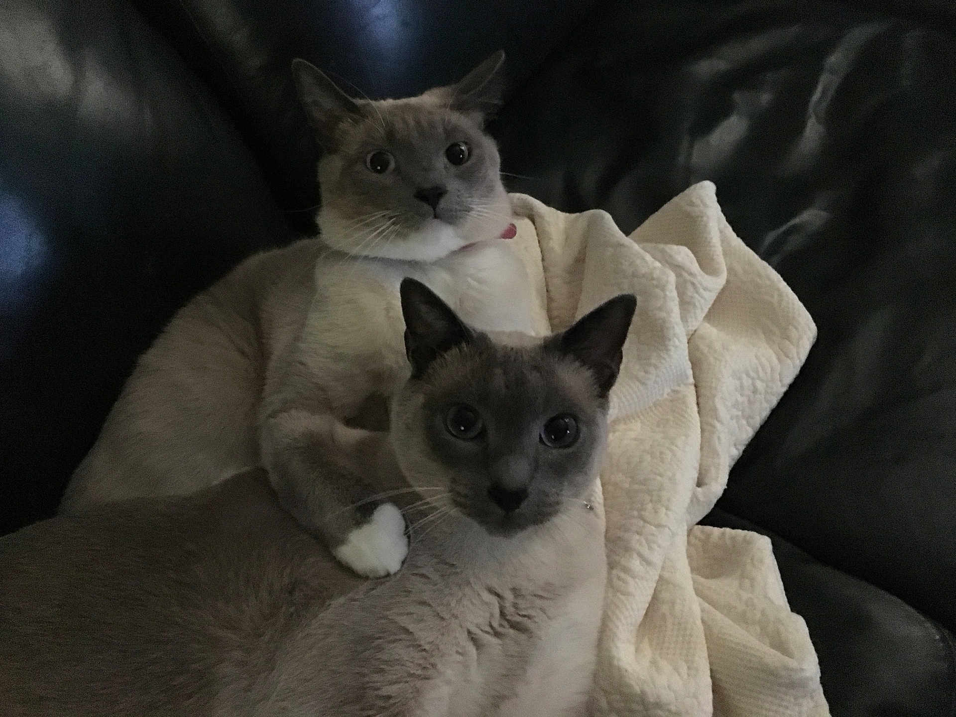 Mandy joined the competition — help win amazing prizes! cat, cats, pet, pets, feline, animal, animals, indoor, couch, blanket, fur, ears, eyes, whiskers, relaxing, domestic, two_animals, companions, resting, curious