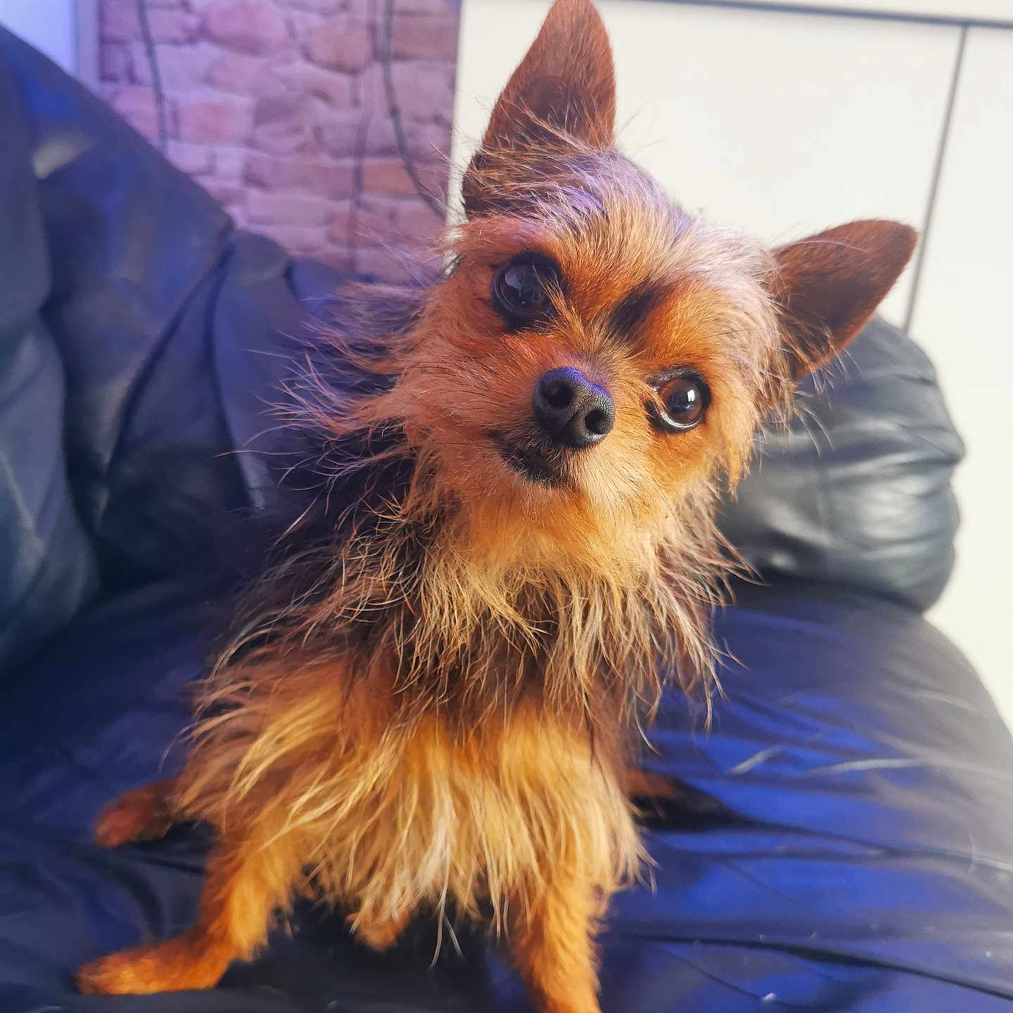 Tiki a rejoint le concours — aidez-le/la à gagner de superbes lots ! affenpinscher, airedale, animal, armchair, canine, cat, chair, chihuahua, cockerspaniel, couch, cushion, dog, furniture, homedecor, indoors, papillon, pet, puppy, terrier