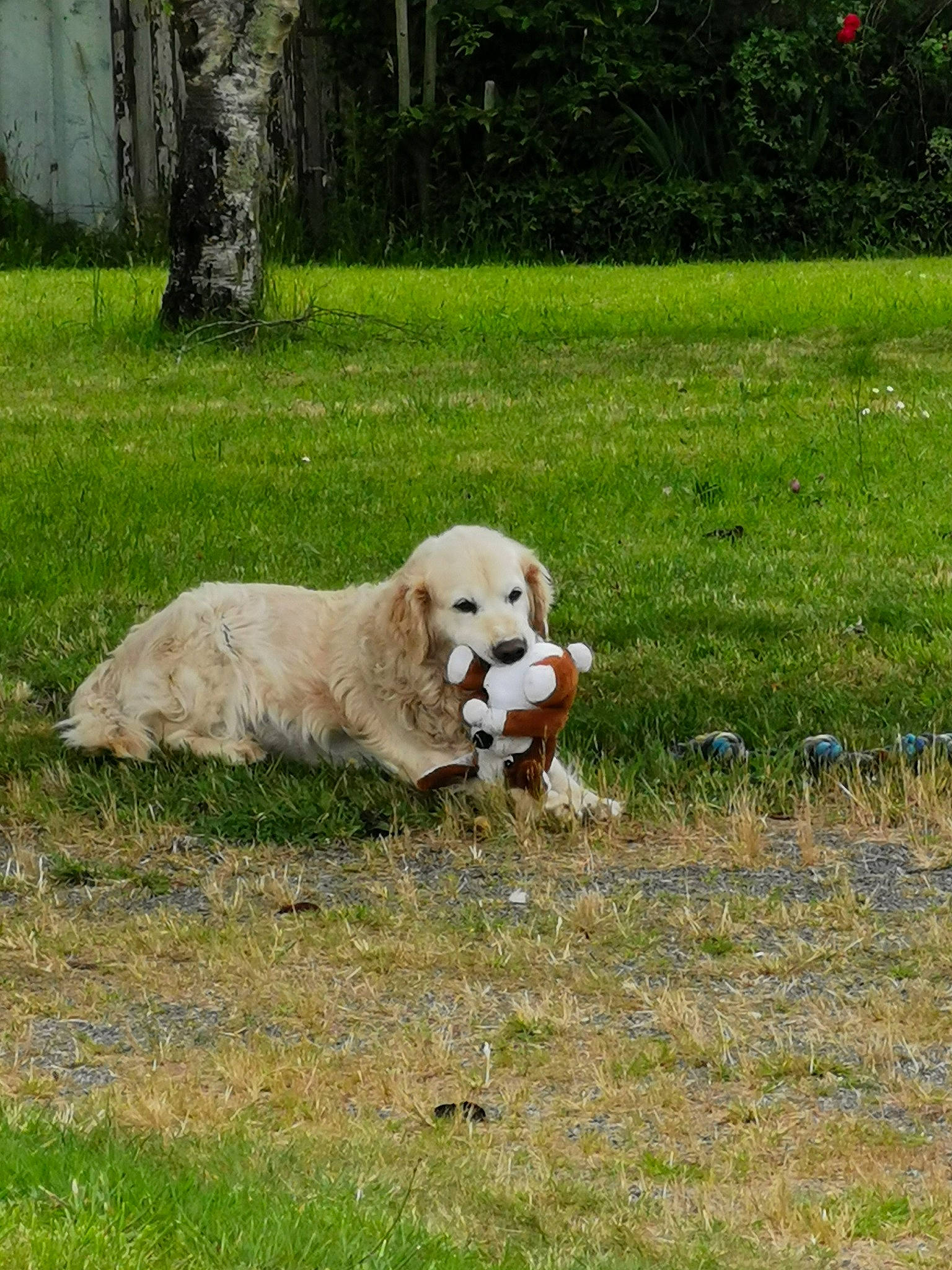 Edjy participe au concours pour gagner de l'argent avec cette photo : canidae, carnivore, chair, companion_dog, dog, dog_breed, fawn, golden_retriever, grass, groundcover, gun_dog, labrador_retriever, livestock_guardian_dog, people_in_nature, pet_supply, plant, polish_tatra_sheepdog, retriever, tree, working_animal
