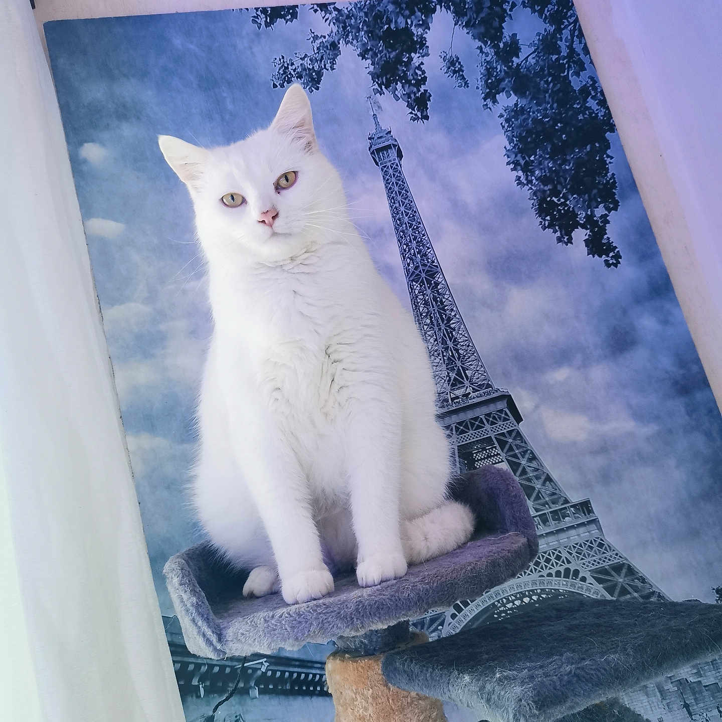 Chatouille