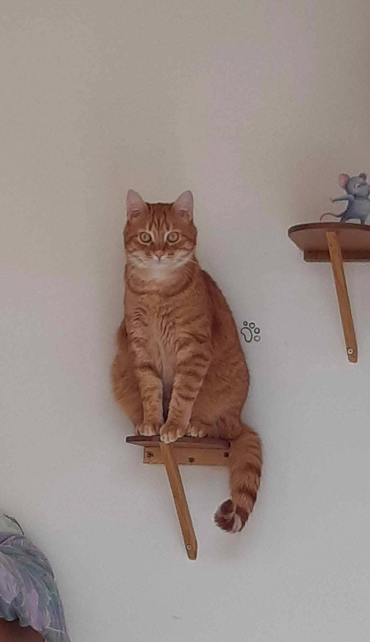 Loulou a rejoint le concours — aidez-le/la à gagner de superbes lots ! art, carnivore, cat, comfort, cross, fawn, felidae, flooring, fur, grey, hardwood, pattern, plywood, sitting, small_to_medium_sized_cats, symbol, tail, whiskers, wood, wood_flooring