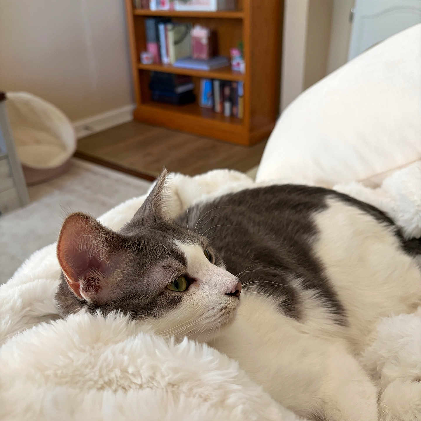 Stormy is registered to the contest to win money with this photo: cat, gray_and_white, fluffy_blanket, indoor, relaxed, feline, pet_bed, bookshelf, wooden_furniture, cozy, home_interior, soft_texture, resting, animal, domestic_cat, side_view, focus, comfort, quiet, peaceful