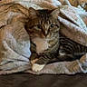 animal, blanket, cat, comfort, couch, cozy, curious, cute, feline, fur, home, indoor, mammal, paw, pet, relaxed, resting, soft, tabby, whiskers