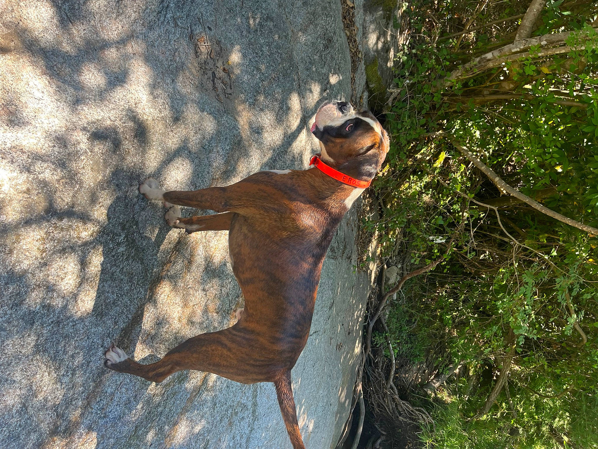 Eros a rejoint le concours — aidez-le/la à gagner de superbes lots ! art, carnivore, collar, dog, dog_breed, dog_collar, dog_supply, fawn, grass, leash, pet_supply, plant, recreation, shadow, sporting_group, sunglasses, tail, tree, trunk, wood