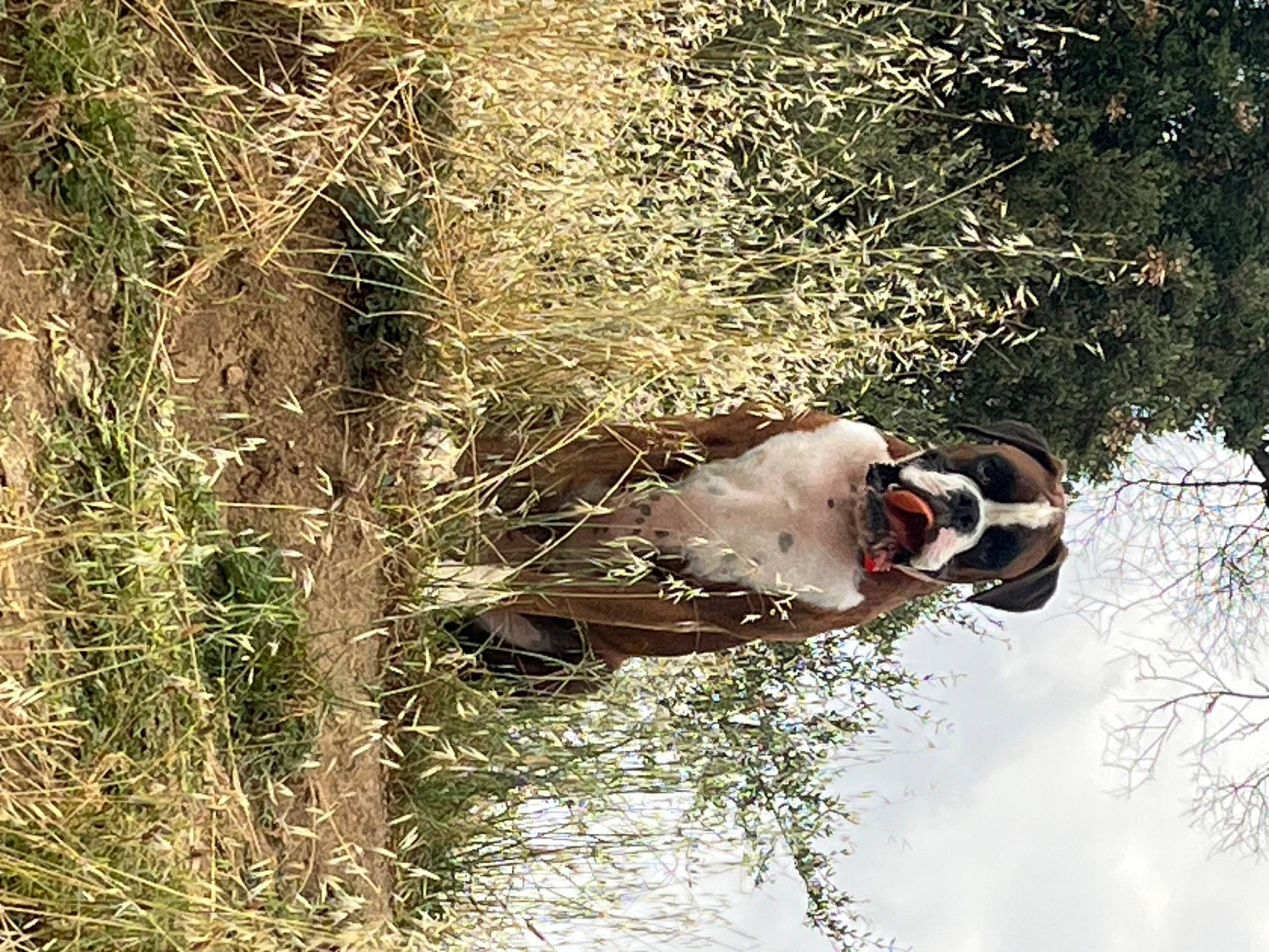 Eros participe au concours pour gagner de l'argent avec cette photo : adventure, canidae, forest, grass, landscape, natural_landscape, plant, recreation, reflection, soil, sporting_group, sunglasses, tree, trunk, twig, water, water_bird, wetland, wildlife, wood