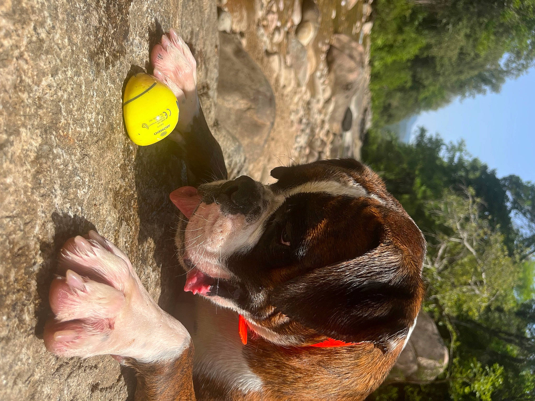 Eros participe au concours pour gagner de l'argent avec cette photo : adventure, bat, canidae, carnivore, collar, dog, dog_breed, grass, organism, plant, recreation, sky, soil, terrestrial_animal, terrestrial_plant, tree, trunk, wildlife, wood, working_animal
