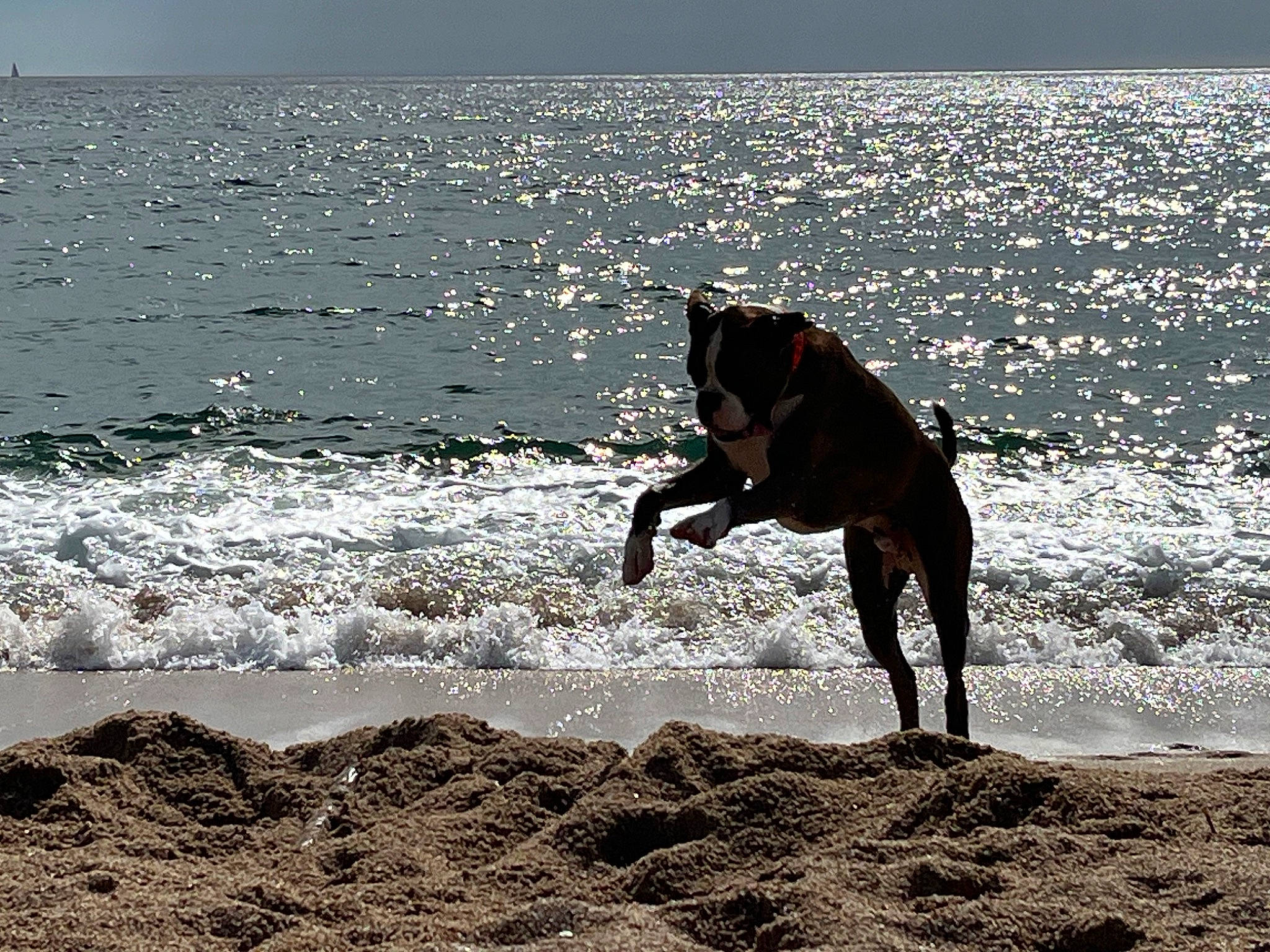 Eros participe au concours pour gagner de l'argent avec cette photo : beach, canidae, happy, horizon, lake, landscape, leisure, ocean, pack_animal, people_in_nature, people_on_beach, recreation, sand, seabird, sporting_group, water, wave, wind_wave, wood, working_animal
