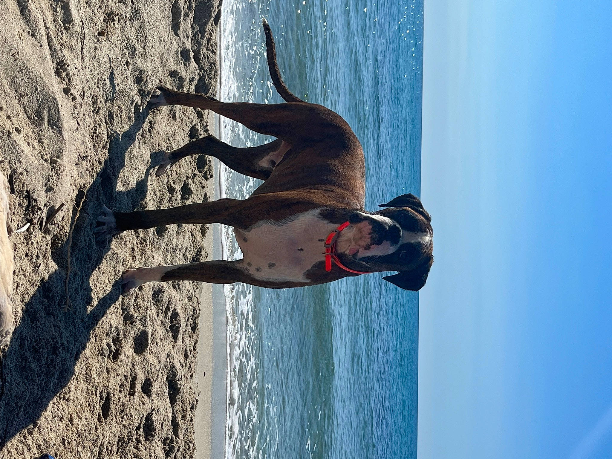 Eros a rejoint le concours — aidez-le/la à gagner de superbes lots ! adventure, azure, beach, body_of_water, dog, elbow, electric_blue, fun, lake, landscape, leisure, ocean, plant, recreation, reflection, sky, tree, waist, water, wood
