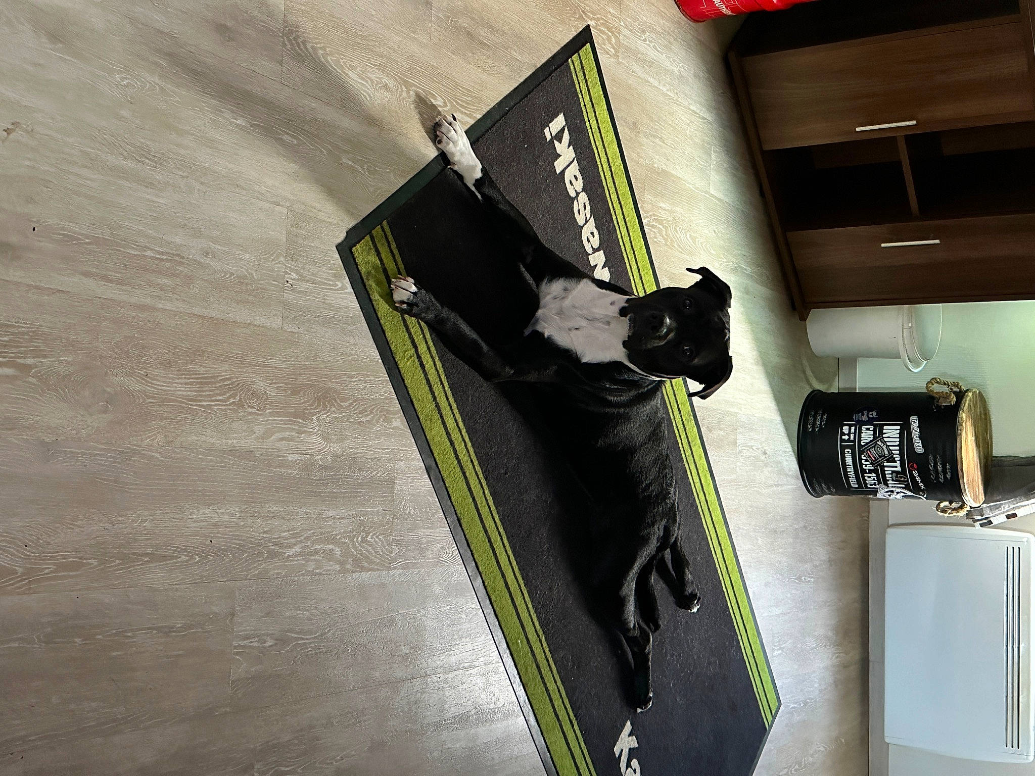 Taz a rejoint le concours — aidez-le/la à gagner de superbes lots ! bag, carnivore, eyewear, fashion_accessory, felidae, flooring, font, musical_instrument_accessory, office_supplies, rectangle, shadow, small_to_medium_sized_cats, tie, wood