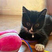 Moka a rejoint le concours — aidez-le/la à gagner de superbes lots ! kitten, black_and_white, cat, pet, playful, toy, plush_toy, ribbons, floor, wooden_floor, collar, bell, indoor, curious, close_up, young, animal, whiskers, paw, cute