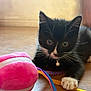 kitten, black_and_white, cat, pet, playful, toy, plush_toy, ribbons, floor, wooden_floor, collar, bell, indoor, curious, close_up, young, animal, whiskers, paw, cute