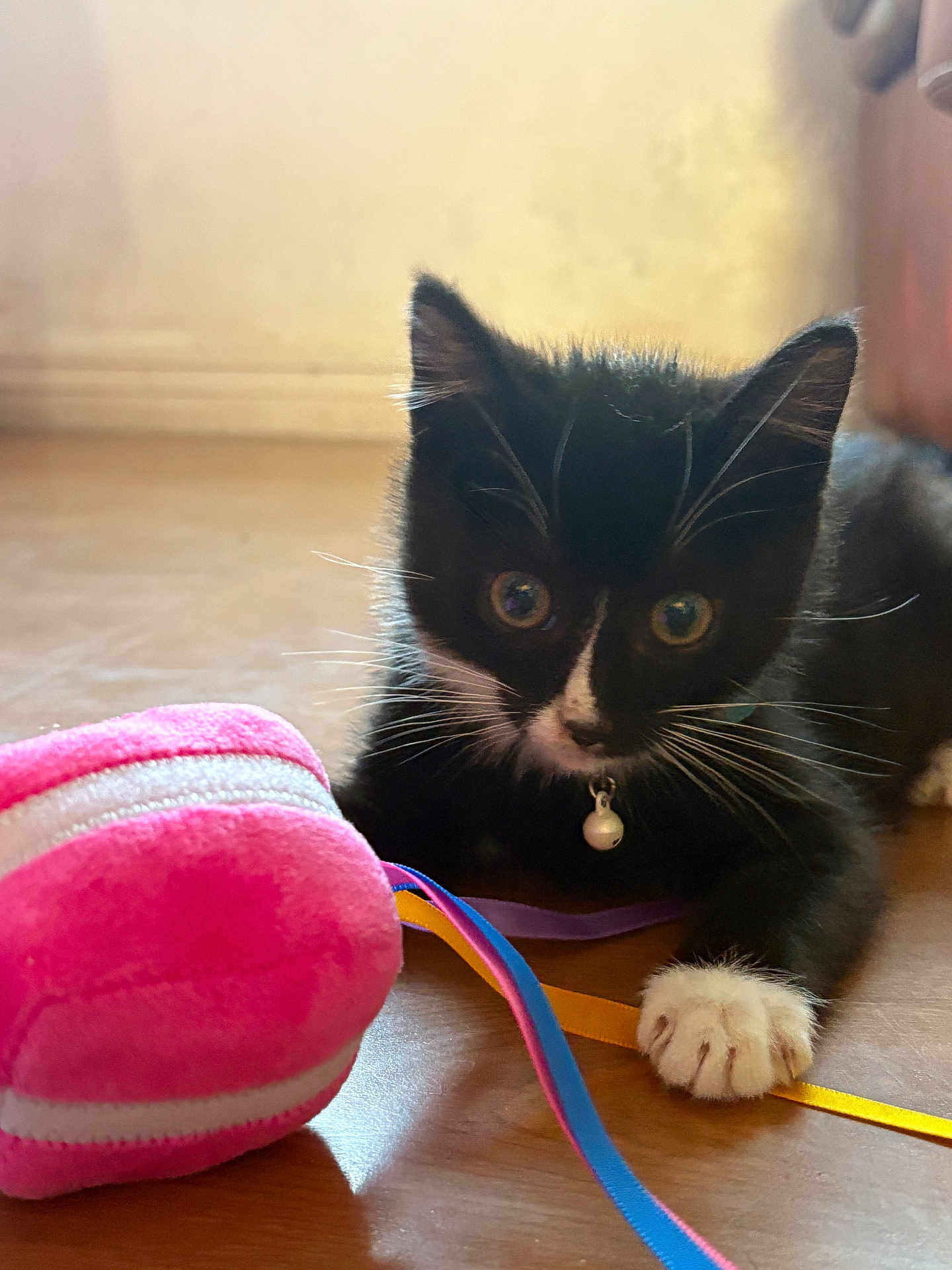 Moka a rejoint le concours — aidez-le/la à gagner de superbes lots ! kitten, black_and_white, cat, pet, playful, toy, plush_toy, ribbons, floor, wooden_floor, collar, bell, indoor, curious, close_up, young, animal, whiskers, paw, cute
