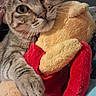 cat, tabby_cat, pet, animal, feline, plush_toy, stuffed_animal, cuddling, hugging, close_up, portrait, whiskers, green_eyes, striped_fur, paws, indoors, blanket, couch, cute, playful