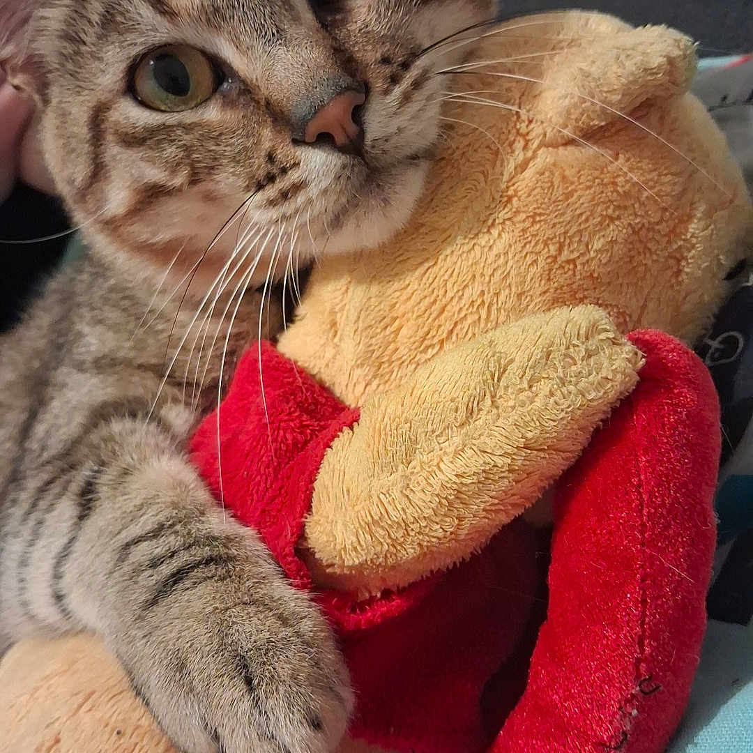 Baloo participe au concours pour gagner de l'argent avec cette photo : cat, tabby_cat, pet, animal, feline, plush_toy, stuffed_animal, cuddling, hugging, close_up, portrait, whiskers, green_eyes, striped_fur, paws, indoors, blanket, couch, cute, playful