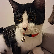 Simba a rejoint le concours — aidez-le/la à gagner de superbes lots ! cat, black_and_white, pet, feline, collar, bell, red_collar, whiskers, ears, eyes, nose, paws, sitting, indoors, bed, blanket, cozy, portrait, closeup, domestic_animal