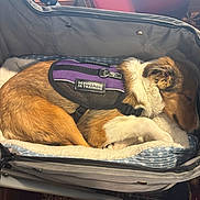 Cissy is registered to the contest to win money with this photo: animal, brown_dog, calm, canine, carrier, comfort, cute, dog, domestic_animal, furry, harness, indoor, nap, pet, pet_bed, resting, service_dog, sleeping, training, white_fur