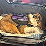 animal, brown_dog, calm, canine, carrier, comfort, cute, dog, domestic_animal, furry, harness, indoor, nap, pet, pet_bed, resting, service_dog, sleeping, training, white_fur