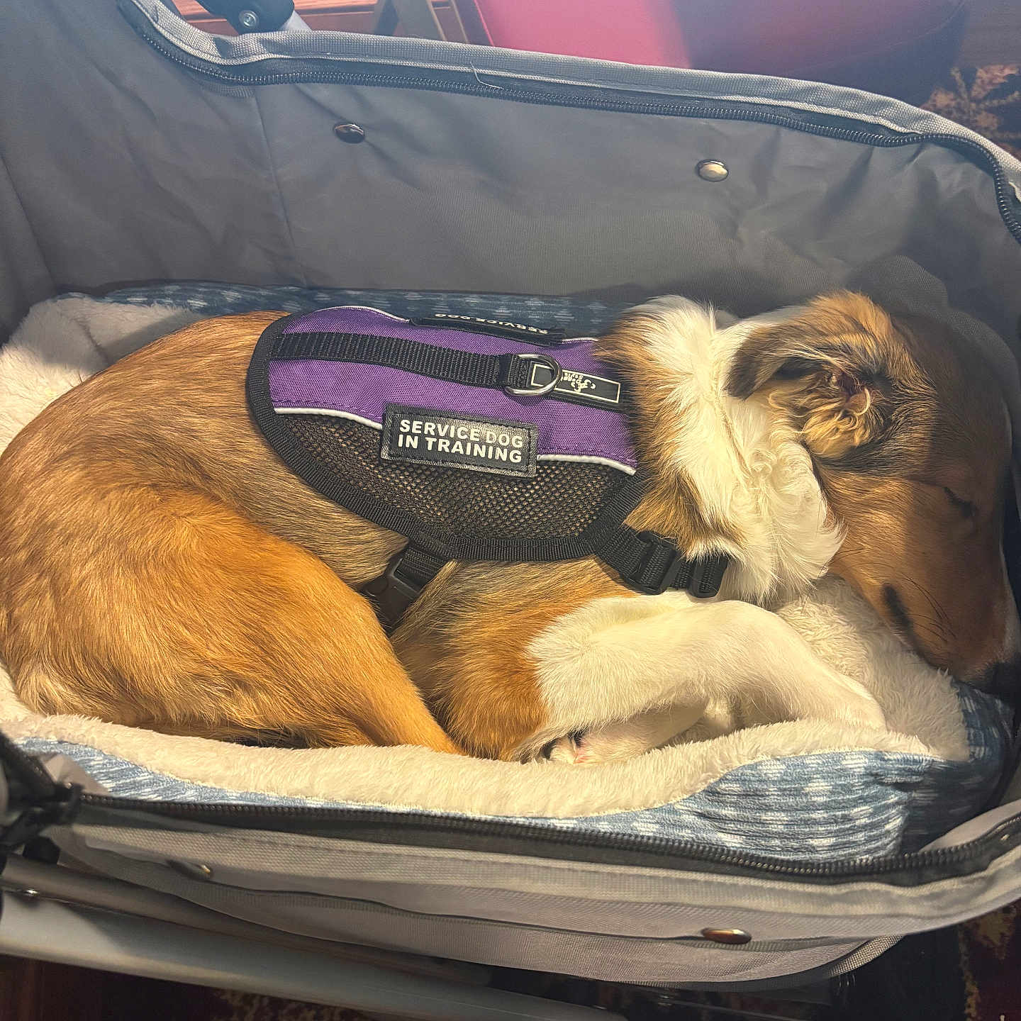 Cissy is registered to the contest to win money with this photo: animal, brown_dog, calm, canine, carrier, comfort, cute, dog, domestic_animal, furry, harness, indoor, nap, pet, pet_bed, resting, service_dog, sleeping, training, white_fur