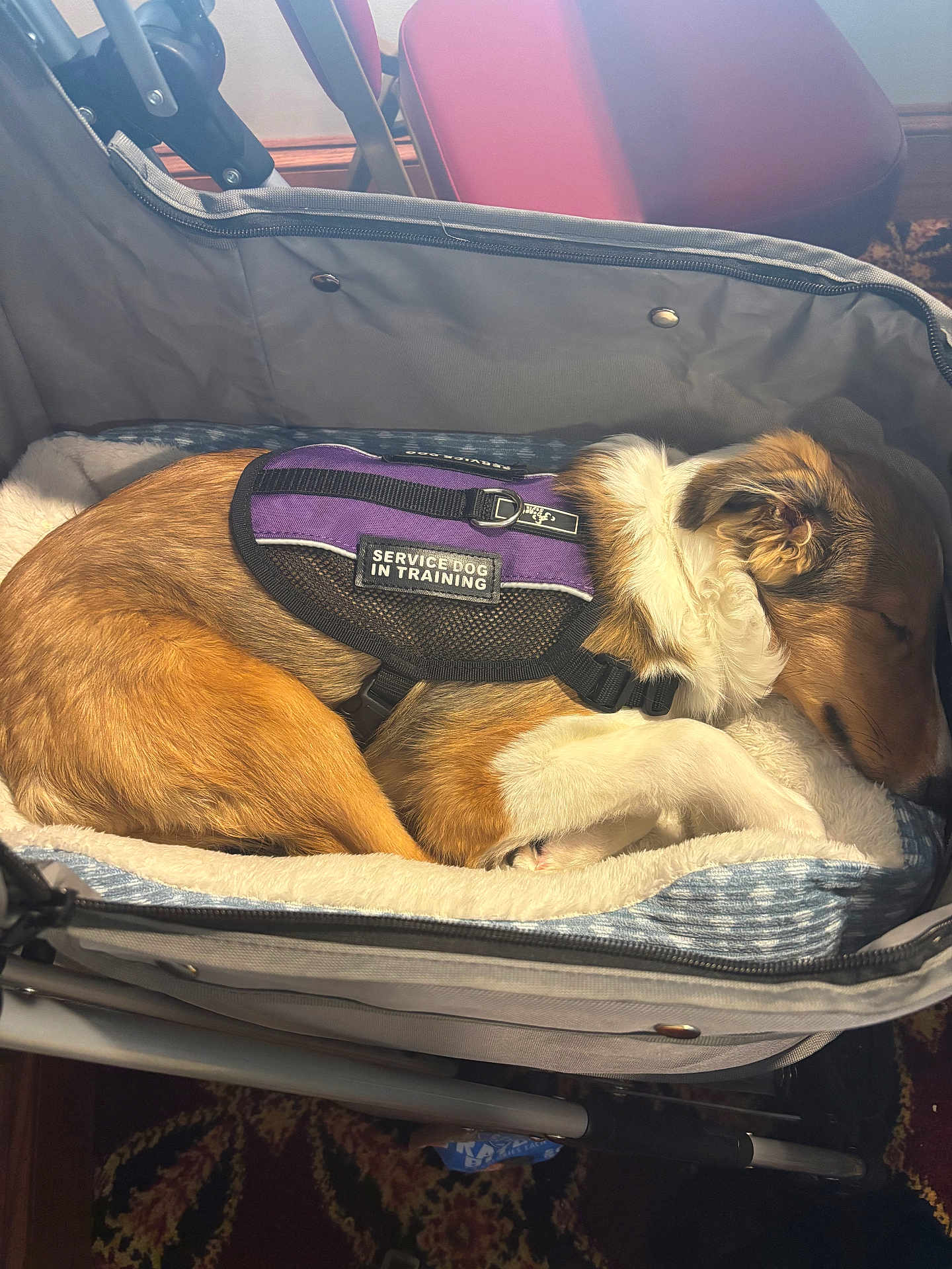 Cissy is registered to the contest to win money with this photo: animal, brown_dog, calm, canine, carrier, comfort, cute, dog, domestic_animal, furry, harness, indoor, nap, pet, pet_bed, resting, service_dog, sleeping, training, white_fur