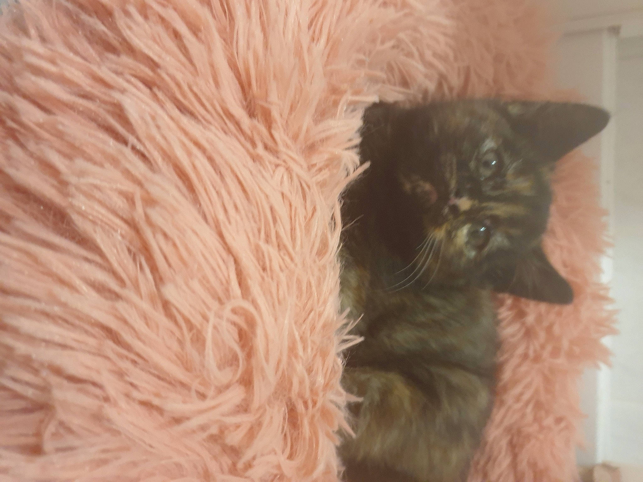 Smokey is registered to the contest to win money with this photo: black_cat, carnivore, cat, cat_supply, claw, domestic_short_haired_cat, fawn, felidae, fur, liver, small_to_medium_sized_cats, tail, terrestrial_animal, whiskers, wood