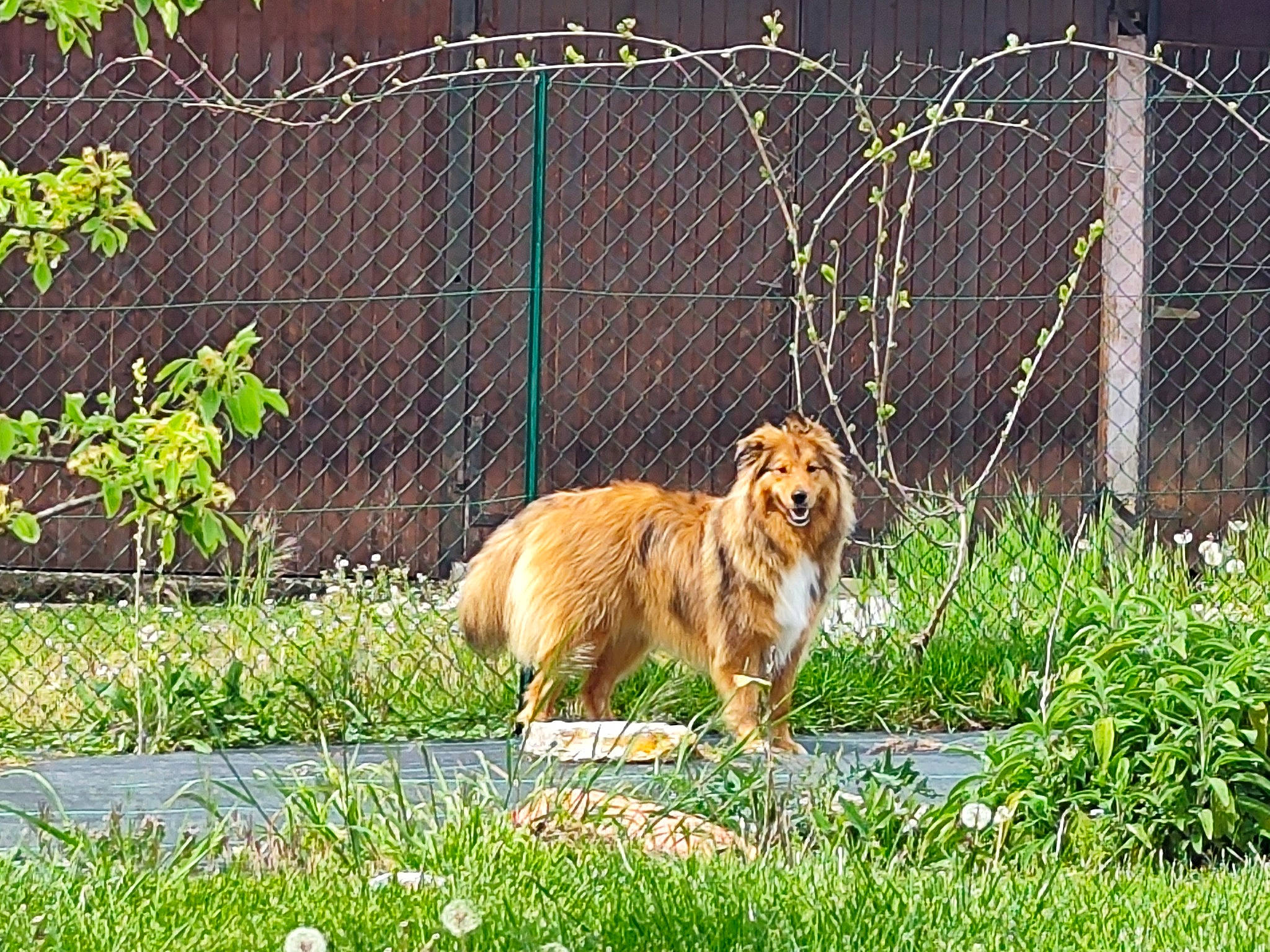 Chipie a rejoint le concours — aidez-le/la à gagner de superbes lots ! animal_shelter, big_cats, carnivore, chain_link_fencing, companion_dog, dog, dog_breed, fawn, felidae, fence, grass, groundcover, home_fencing, lion, mesh, plant, tail, terrestrial_animal, wildlife, wire_fencing