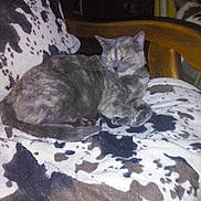 Kitty a rejoint le concours — aidez-le/la à gagner de superbes lots !