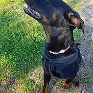 Prince participe au concours pour gagner de l'argent avec cette photo : dog, black_dog, tan_marks, harness, outdoor, grass, gravel_path, sunlight, pet, canine, sitting, looking_up, nature, small_flowers, daylight, animal, mammal, ears, collar, happy