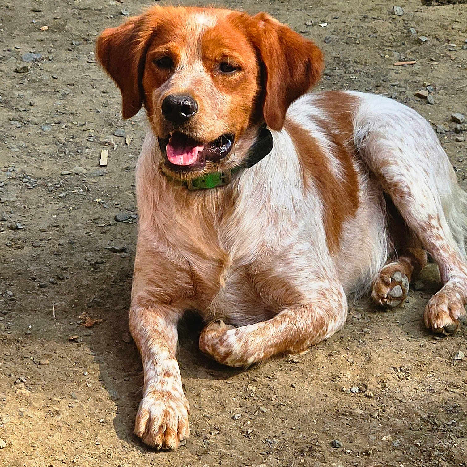 Astro participe au concours pour gagner de l'argent avec cette photo : animal, brown_and_white, canine, closeup, collar, dirt_ground, dog, ears, friendly, fur, happy, lying_down, mammal, nature, outdoor, panting, pet, relaxed, sunlight, tongue