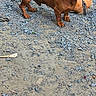 dog, dachshund, brown_dog, outdoor, gravel, dirt, toy, plush_toy, pet, animal, standing, looking, alert, playful, canine, mammal, ground, nature, small_dog, companionship